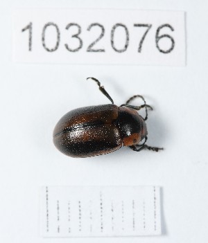  ( - BGE_00661_F01)  @11 [ ] (nrr) (2025) Ana Ananiashvili ISU