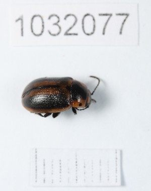  (Entomoscelis sacra - BGE_00661_F02)  @11 [ ] (nrr) (2025) Ana Ananiashvili ISU