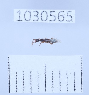  (Scopaeus debilis - BGE_00661_F03)  @11 [ ] (nrr) (2025) Ana Ananiashvili ISU