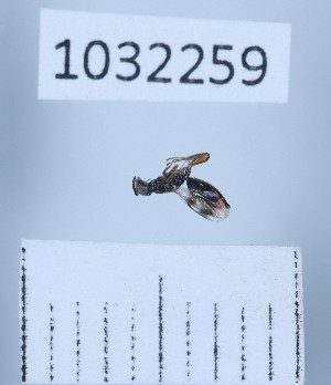  ( - BGE_00661_H01)  @11 [ ] (nrr) (2025) Ana Ananiashvili ISU