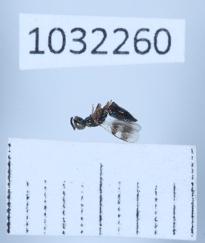  (Cleonymidae - BGE_00661_H02)  @11 [ ] (nrr) (2025) Ana Ananiashvili ISU