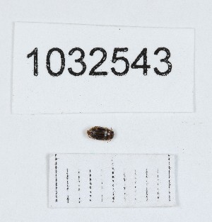  (Hydroglyphus signatellus - BGE_00662_A09)  @11 [ ] (nrr) (2025) Ana Ananiashvili ISU