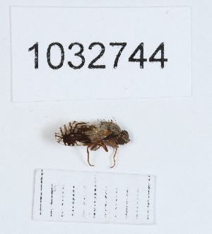  ( - BGE_00662_D04)  @11 [ ] (nrr) (2025) Ana Ananiashvili ISU