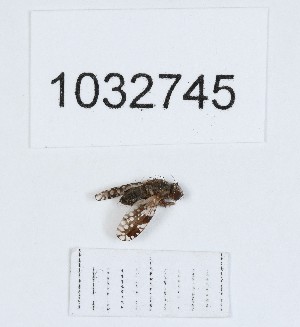  ( - BGE_00662_D05)  @11 [ ] (nrr) (2025) Ana Ananiashvili ISU