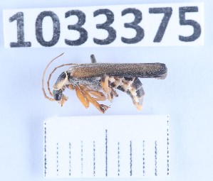  ( - BGE_00662_E03)  @11 [ ] (nrr) (2025) Ana Ananiashvili ISU