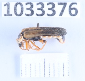  ( - BGE_00662_E04)  @11 [ ] (nrr) (2025) Ana Ananiashvili ISU