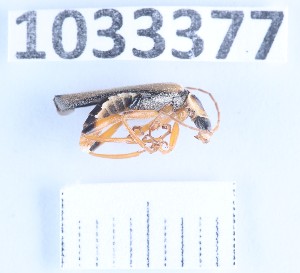  ( - BGE_00662_E05)  @11 [ ] (nrr) (2025) Ana Ananiashvili ISU