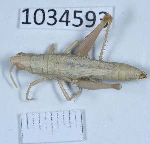  (Pyrgomorpha guentheri - BGE_00662_G01)  @11 [ ] (nrr) (2025) Ana Ananiashvili ISU