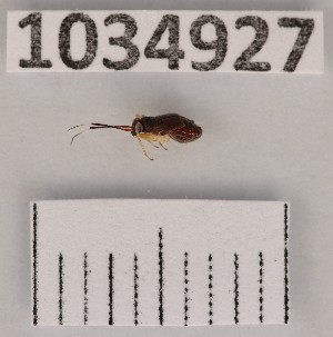  (Mecomma pervinius - BGE_00662_G08)  @11 [ ] (nrr) (2025) Ana Ananiashvili ISU