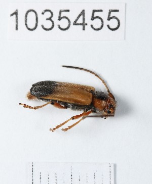  (Phytoecia diademata - BGE_00662_H09)  @11 [ ] (nrr) (2025) Ana Ananiashvili ISU