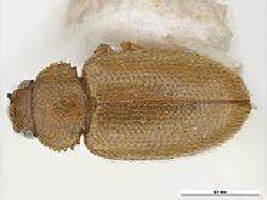  (Migneauxia crassiuscula - BGE_00663_A02)  @11 [ ] (nrr) (2025) Ana Ananiashvili ISU