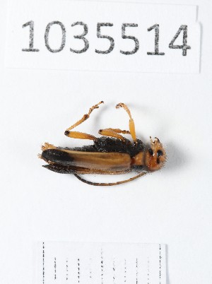  ( - BGE_00663_B02)  @11 [ ] (nrr) (2025) Ana Ananiashvili ISU