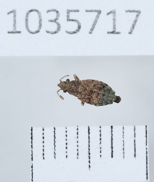  (Diomphalus - BGE_00663_C09)  @11 [ ] (nrr) (2025) Ana Ananiashvili ISU