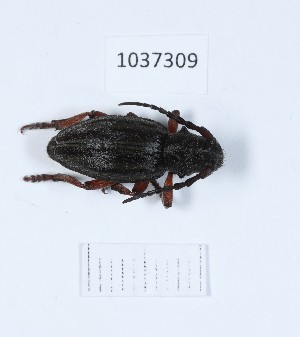  (Dorcadion auratum - BGE_00651_E12)  @11 [ ] (nrr) (2024) Ana Ananiashvili ISU