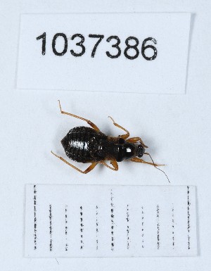  (Alloeorhynchus - BGE_00657_D06)  @11 [ ] (nrr) (2024) Ana Ananiashvili ISU