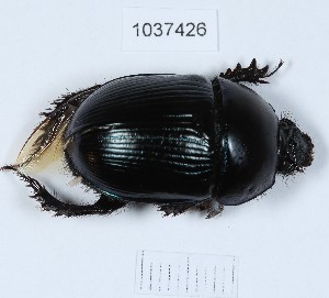  (Geotrupes olgae - BGE_00657_G10)  @11 [ ] (nrr) (2024) Ana Ananiashvili ISU