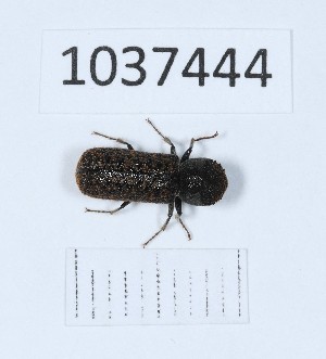 (Amphicerus bimaculatus - BGE_00652_A05)  @11 [ ] (nrr) (2024) Ana Ananiashvili ISU