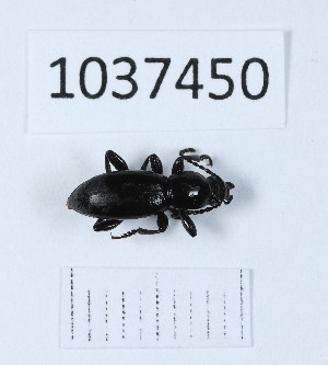  (Hedyphanes - BGE_00652_A11)  @11 [ ] (nrr) (2024) Ana Ananiashvili ISU