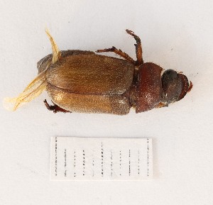  (Adoretus discolor - BGE_00652_B02)  @11 [ ] (nrr) (2024) Ana Ananiashvili ISU