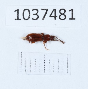  (Laena quadricollis - BGE_00652_D06)  @11 [ ] (nrr) (2024) Ana Ananiashvili ISU