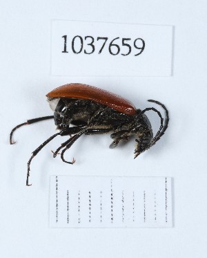  (Omophlus ochraceipennis - BGE_00653_C06)  @11 [ ] (nrr) (2024) Ana Ananiashvili ISU