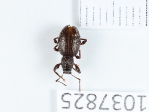  (Otiorhynchus ovalipennis - BGE_00654_A06)  @11 [ ] (nrr) (2024) Ana Ananiashvili ISU