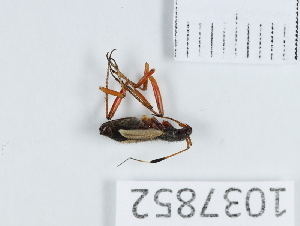  (Aphanosoma - BGE_00654_C09)  @11 [ ] (nrr) (2024) Ana Ananiashvili ISU