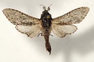  ( - BGE_00656_G10)  @11 [ ] (nrr) (2024) Ana Ananiashvili ISU