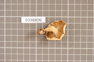  ( - BGE_00688_D01)  @11 [ ] No Rights Reserved (2024) Unspecified Ilia State University, Institute of Ecology