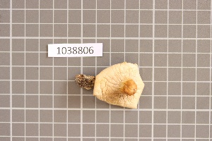  ( - BGE_00688_D01)  @11 [ ] No Rights Reserved (2024) Unspecified Ilia State University, Institute of Ecology