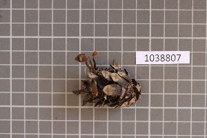  ( - BGE_00688_D02)  @11 [ ] No Rights Reserved (2024) Unspecified Ilia State University, Institute of Ecology