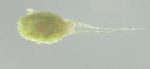  (Bryobia kissophila - BGE_00670_A02)  @11 [ ] (nrr) (2025) Ana Ananiashvili ISU