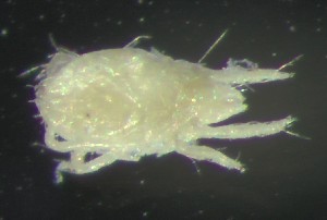  ( - BGE_00670_C08)  @11 [ ] (nrr) (2025) Ana Ananiashvili ISU