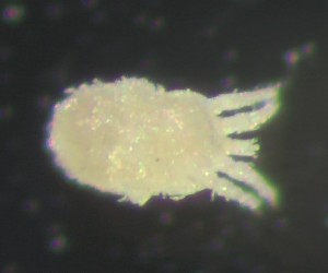  ( - BGE_00670_D12)  @11 [ ] (nrr) (2025) Ana Ananiashvili ISU