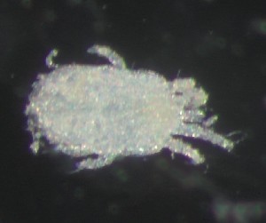  ( - BGE_00670_E02)  @11 [ ] (nrr) (2025) Ana Ananiashvili ISU