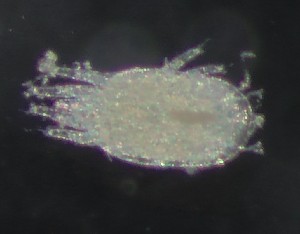  ( - BGE_00670_E03)  @11 [ ] (nrr) (2025) Ana Ananiashvili ISU