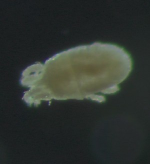  ( - BGE_00670_G01)  @11 [ ] (nrr) (2025) Ana Ananiashvili ISU