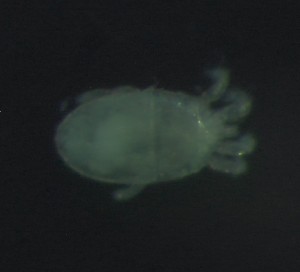  ( - BGE_00670_G02)  @11 [ ] (nrr) (2025) Ana Ananiashvili ISU