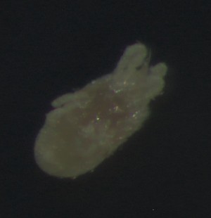  ( - BGE_00670_G03)  @11 [ ] (nrr) (2025) Ana Ananiashvili ISU