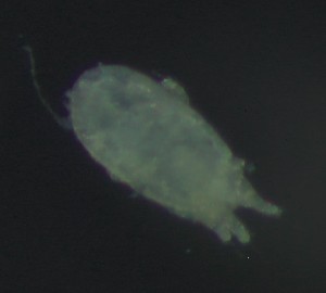  ( - BGE_00670_G07)  @11 [ ] (nrr) (2025) Ana Ananiashvili ISU