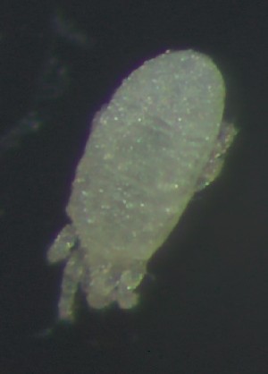  ( - BGE_00670_G08)  @11 [ ] (nrr) (2025) Ana Ananiashvili ISU