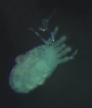  ( - BGE_00670_G09)  @11 [ ] (nrr) (2025) Ana Ananiashvili ISU