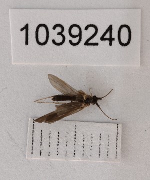  (Beraea cf. rostrata - BGE_00666_H07)  @11 [ ] (nrr) (2024) Ana Ananiashvili ISU