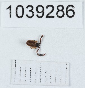  (Dactylochelifer dactylochelifer cf. latreillii - BGE_00671_D06)  @11 [ ] (nrr) (2025) Ana Ananiashvili ISU