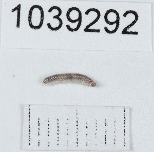  (Metamastigophorophyllon - BGE_00671_D12)  @11 [ ] (nrr) (2025) Ana Ananiashvili ISU