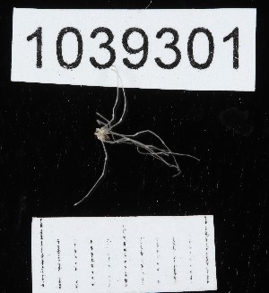  (Nemaspela sp.nov. Sakavria - BGE_00671_E09)  @11 [ ] (nrr) (2025) Ana Ananiashvili ISU