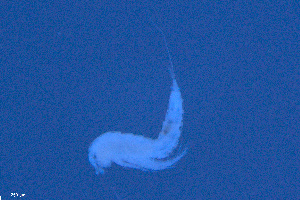  ( - COP_PI_07C-2)  @11 [ ] CreativeCommons - Attribution Share-Alike (2024) Michal Rendos University of Lodz, Department of Invertebrate Zoology and Hydrobiology