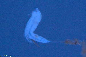  ( - COP_PI_07C-3)  @11 [ ] CreativeCommons - Attribution Share-Alike (2024) Michal Rendos University of Lodz, Department of Invertebrate Zoology and Hydrobiology