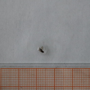  ( - VV8_5_Dip_02)  @11 [ ] CreativeCommons  Attribution Non-Commercial Share-Alike (2023) Unspecified University of Lodz