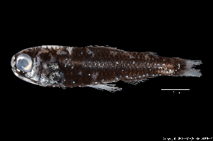  ( - WAL10-M196-01)  @11 [ ] Copyright (2018) Elodie Vourey Pacific Community